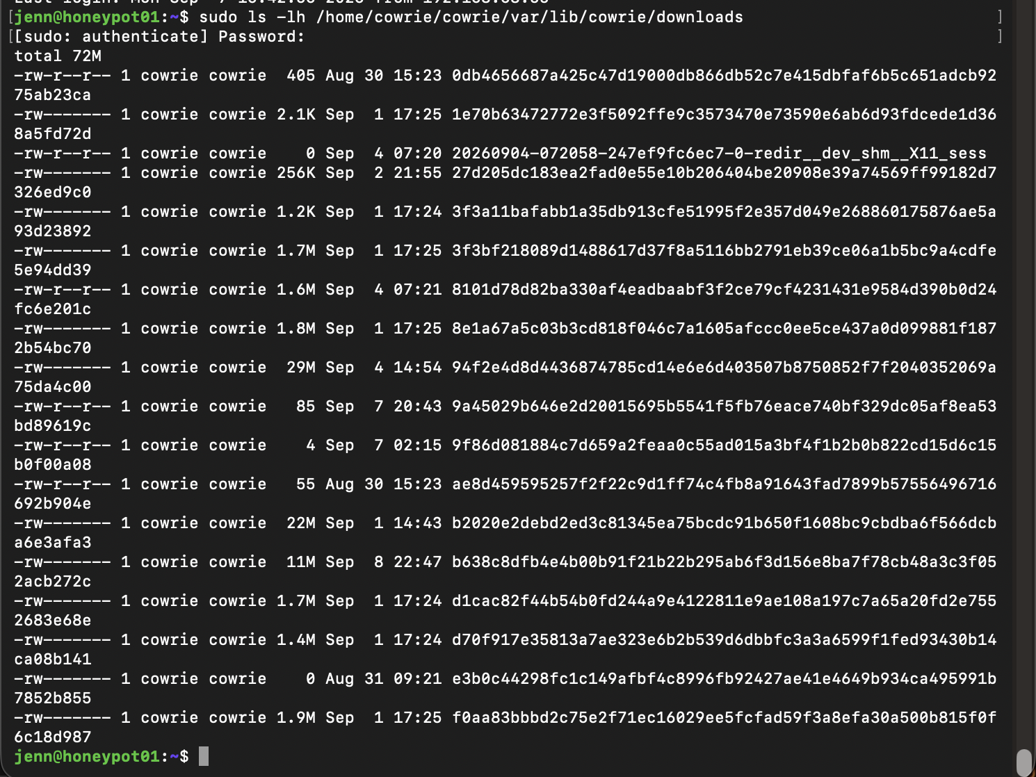 Cowrie download directory containing captured artifacts named by SHA-256